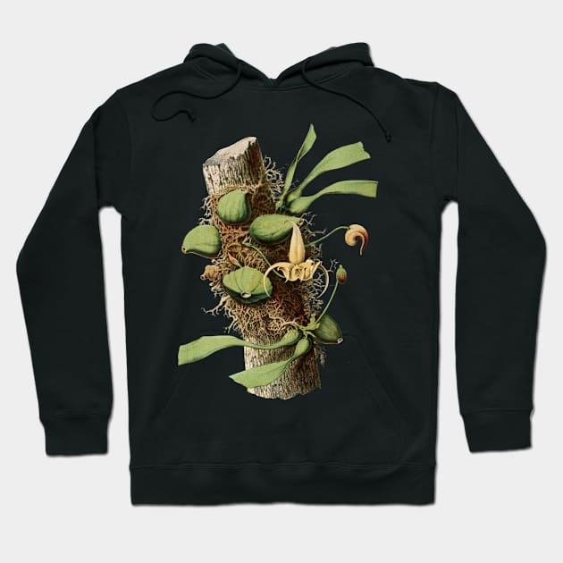 Vintage Botanical Plant Art Design Hoodie by PaperMoonGifts